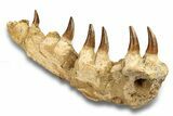 Mosasaur (Eremiasaurus?) Jaw with Six Teeth - Morocco #270872-6